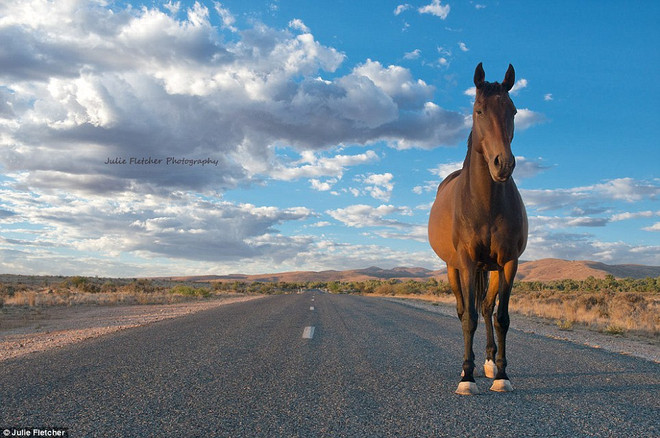 Chùm ảnh tuyệt đẹp về động vật ở nơi hẻo lánh nhất Australia ảnh 1