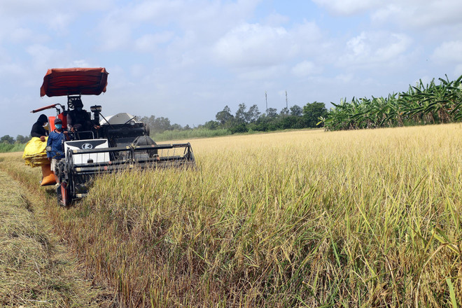 Thị trường nông sản tuần qua: Giá lúa vẫn duy trì ở mức cao ảnh 1