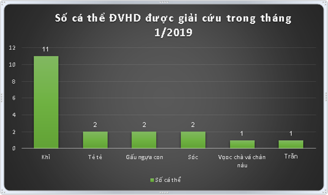 Cứu hộ 19 cá thể động vật hoang dã quý hiếm trong tháng Một ảnh 2