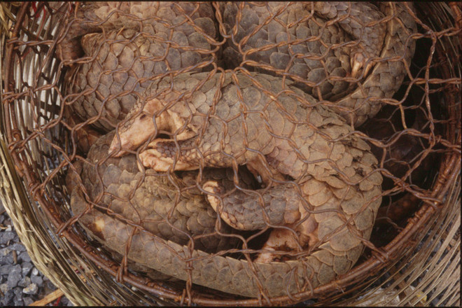 Cứu hộ 19 cá thể động vật hoang dã quý hiếm trong tháng Một ảnh 3