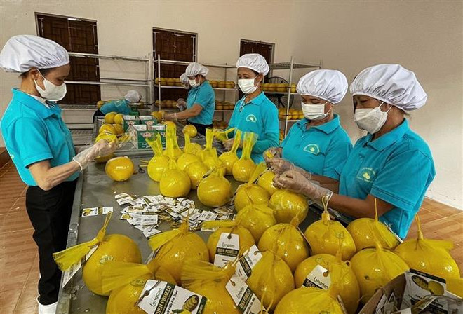 Công nhân Hợp tác xã Đại Đồng, xã Ngọc Lương (Yên Thủy) đang đống gói dán tem nhãn sản phẩm bưởi Diễn chuẩn bị cho lô hàng đầu tiên xuất khẩu sang thị trường Anh quốc. (Ảnh: TTXVN phát) Hoà Bình xuất khẩu gần 11 tấn bưởi Diễn đầu tiên sang Vương quốc Anh ảnh 1