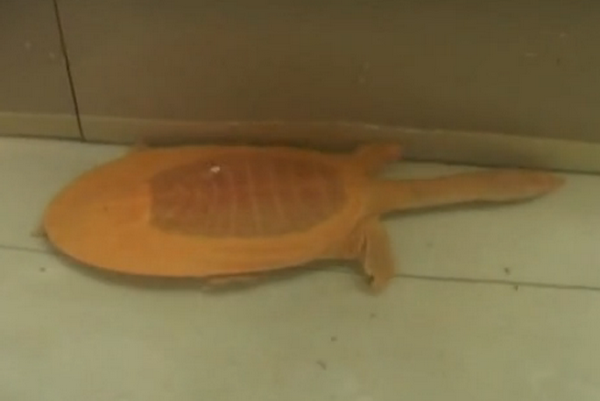 Dân làng tò mò với sự xuất hiện của con rùa bạch tạng quý hiếm ảnh 1