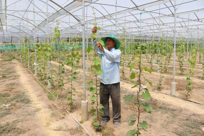 Ông Nguyễn Khắc Phòng (xã Vĩnh Hải, huyện Ninh Hải) trồng các giống nho mới theo mô hình nông nghiệp công nghệ cao. (Ảnh: Nguyễn Thành/TTXVN) Nâng cao sức cạnh tranh cho thương hiệu sản phẩm nho Ninh Thuận ảnh 4