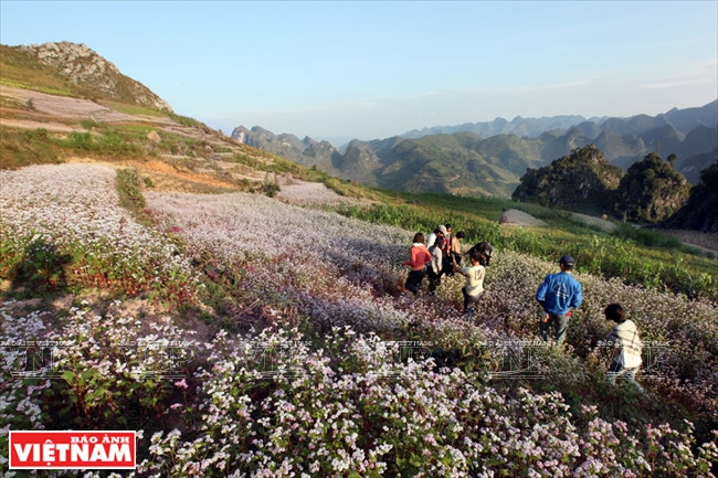 Chiêm ngưỡng vẻ đẹp mê hoặc của vùng đá núi kỳ vĩ Hà Giang ảnh 4