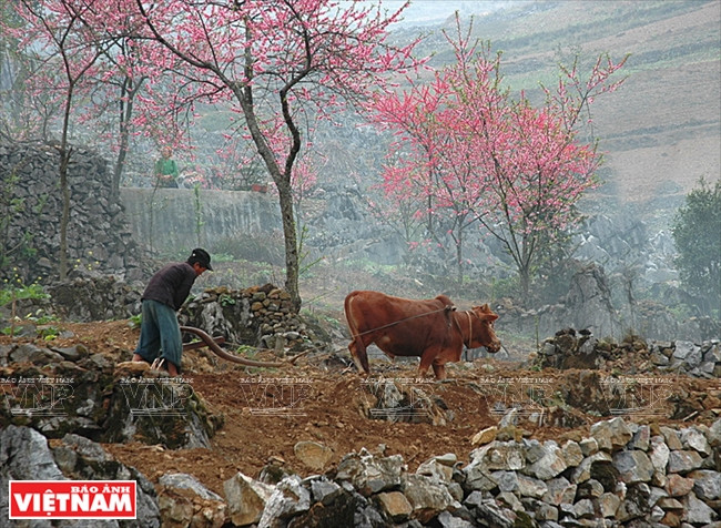 Chiêm ngưỡng vẻ đẹp mê hoặc của vùng đá núi kỳ vĩ Hà Giang ảnh 9