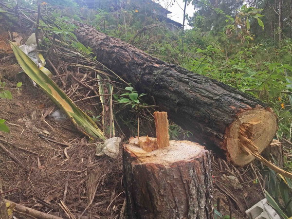 Đắk Nông: Tan hoang rừng thông cảnh quan ven Quốc lộ 28 ảnh 1