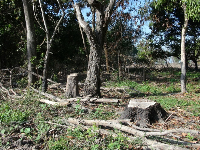 Tây Ninh: Người dân ồ ạt chiếm đất rừng phòng hộ để trồng sắn ảnh 1