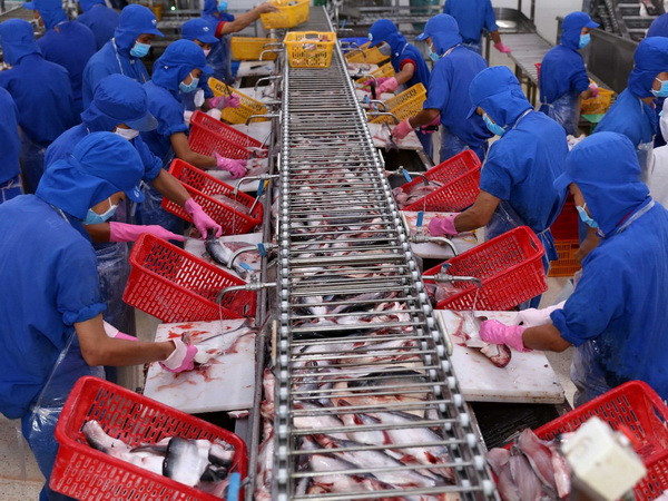 Cần cẩn trọng khi mở rộng diện tích nuôi cá tra ở ĐBSCL ảnh 1