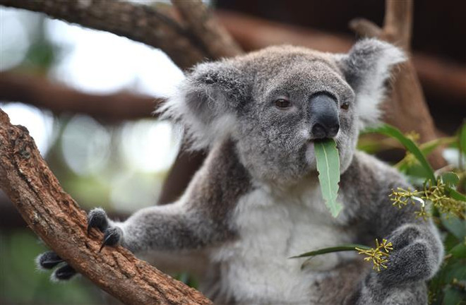 Australia phát hiện nơi trú ẩn của gấu koala chưa từng biết đến ảnh 1
