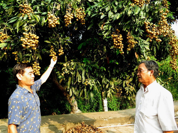 Triển vọng xuất khẩu trái cây Việt Nam đạt kim ngạch 10 tỷ USD ảnh 1