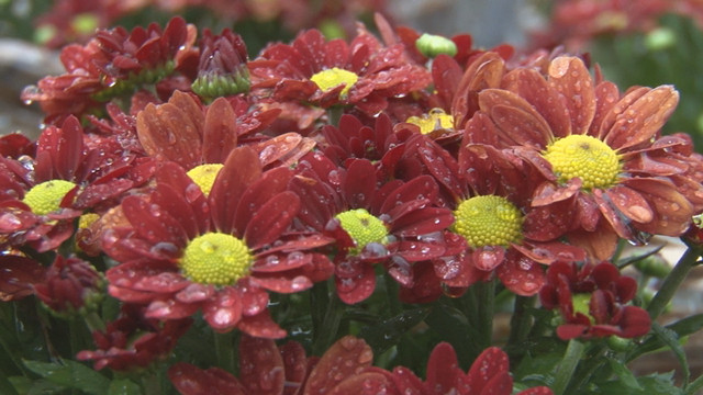 Đồng Tháp: Nhân giống thành công cúc mini bằng phương pháp cấy mô ảnh 1