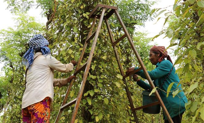 Chương trình hành động về phát triển kinh tế-xã hội vùng Đông Nam Bộ ảnh 2