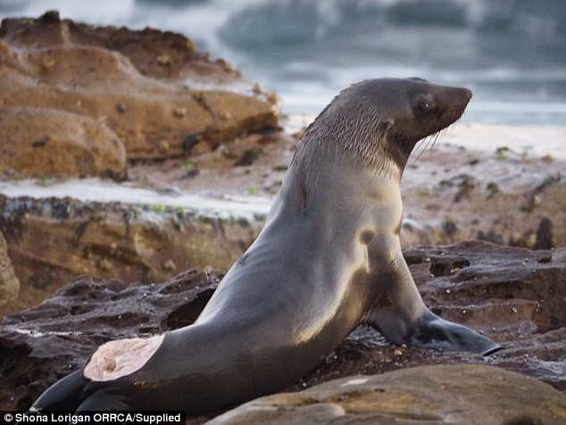 Hải cẩu không dám xuống nước sau khi bị cá mập cắn nát đuôi ảnh 1