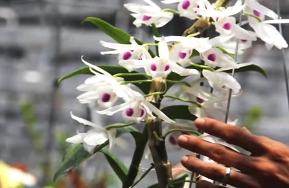 Quy định về quản lý thuế đối với giao dịch mua bán “lan đột biến” ảnh 1