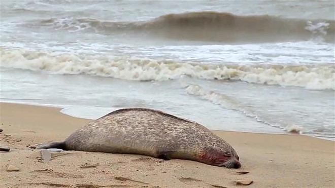 Nga: 2.500 con hải cẩu quý hiếm chết dạt vào bờ biển Caspi ảnh 1
