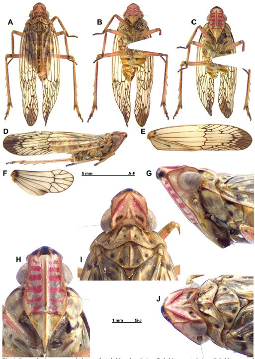 Phát hiện 3 loài thực vật và 3 loài côn trùng mới tại Việt Nam ảnh 6