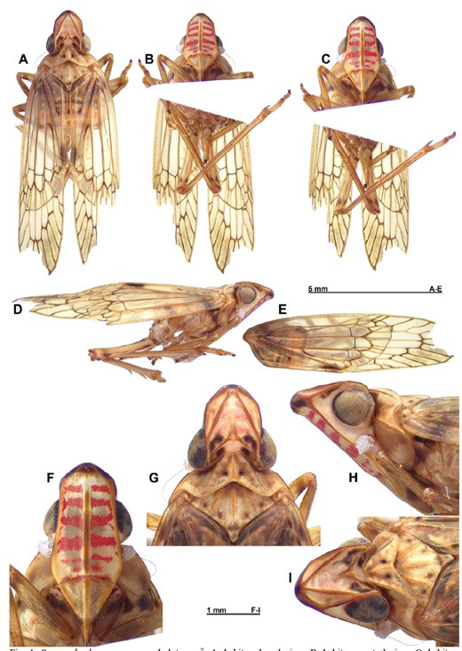 Phát hiện 3 loài thực vật và 3 loài côn trùng mới tại Việt Nam ảnh 5