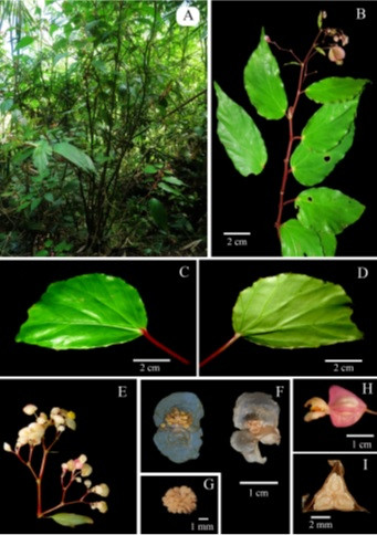Phát hiện 3 loài thực vật và 3 loài côn trùng mới tại Việt Nam ảnh 2