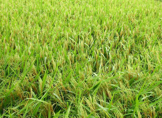 Thủ đô Hà Nội ứng dụng nhiều đề tài khoa học đạt hiệu quả cao ảnh 1