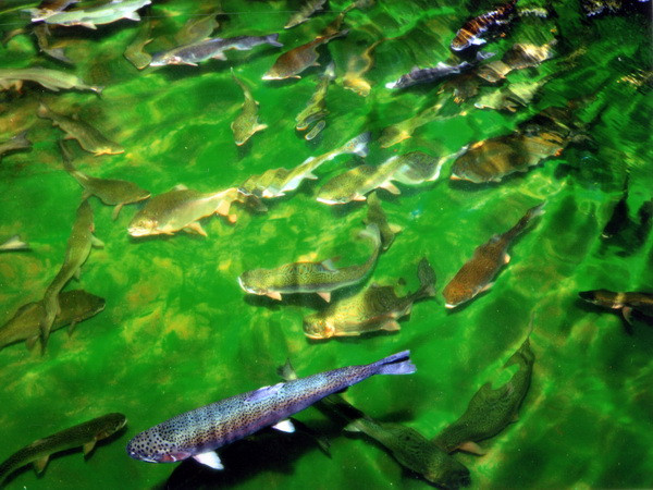 Cá hồi Sa Pa đột nhiên chết hàng loạt chưa rõ nguyên nhân ảnh 1