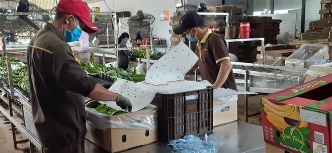 Đóng gói chuối xuất khẩu tại Công ty TNHH MTV Kizuna, Bà Rịa-Vũng Tàu. (Ảnh: Hoàng Nhị/TTXVN) Thực hiện quyết liệt, hiệu quả Chương trình phục hồi, phát triển KT-XH ảnh 3