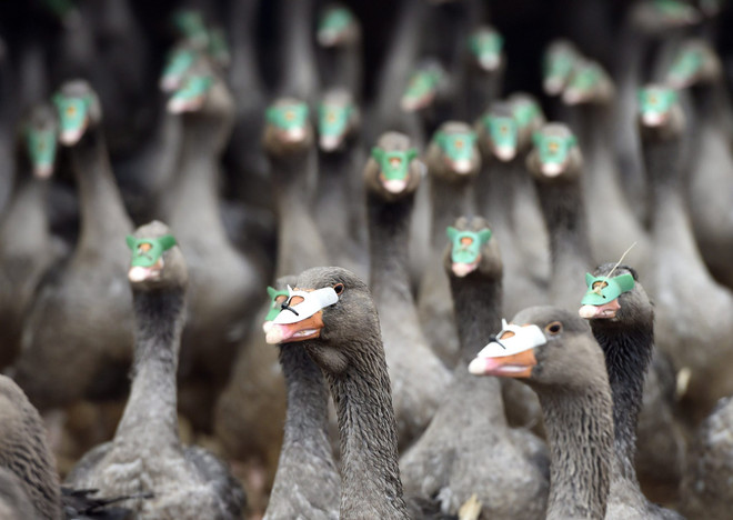 Hungary phát hiện ổ dịch cúm gia cầm H5N1 tại trại nuôi ngỗng ảnh 1