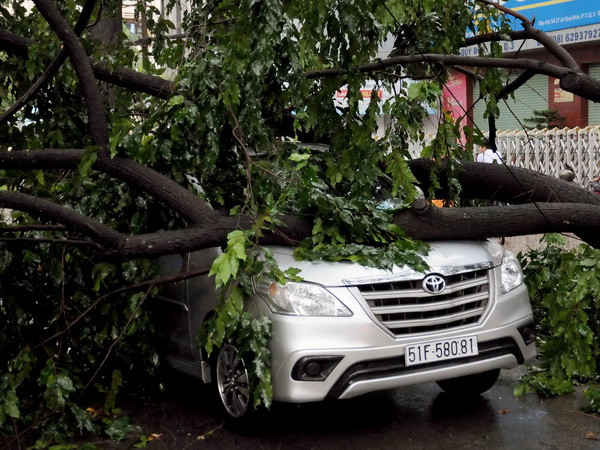 TP.HCM tiếp tục mưa lớn, nhiều cây xanh ngã đổ đè bẹp ôtô ảnh 1