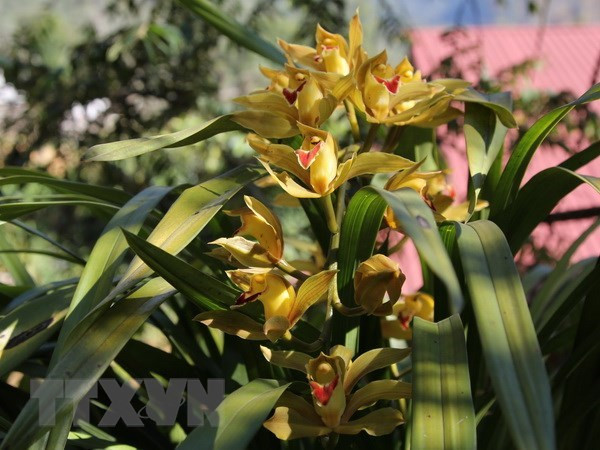 Địa lan Đà Lạt xuống phố đón Tết Quý Mão với giá bình dân ảnh 1