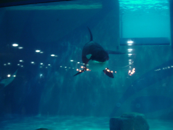 Nga ban hành lệnh cấm nuôi nhốt động vật biển trong thủy cung ảnh 1