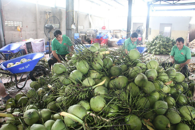 Sơ chế dừa tươi xuất khẩu tại Công ty TNHH Trái cây Mekong, xã Hữu Định, huyện Châu Thành, tỉnh Bến Tre. (Ảnh: Công Trí/TTXVN) ttxvn xuat khau dua tuoi.jpg