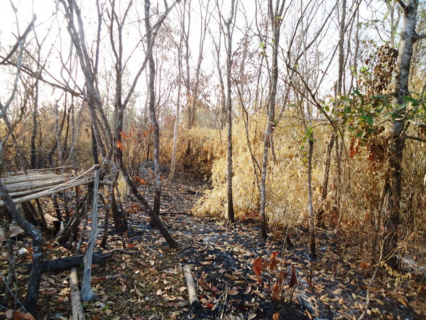 5 vụ cháy liên tiếp gây thiệt hại cho 86ha rừng tại Tây Ninh ảnh 1