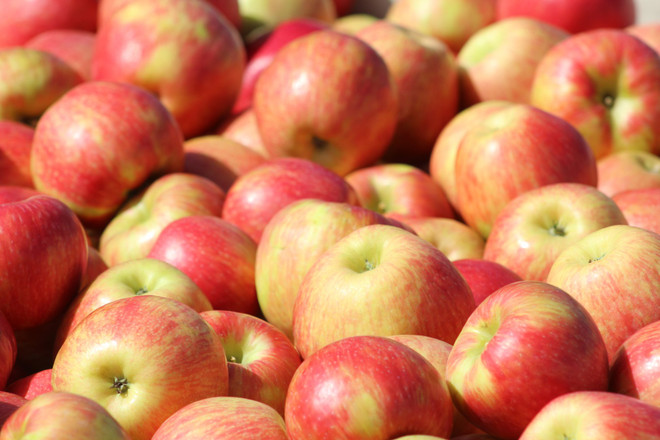 Việt Nam không bị ảnh hưởng bởi lệnh cấm nhập trái cây của Algeria ảnh 1