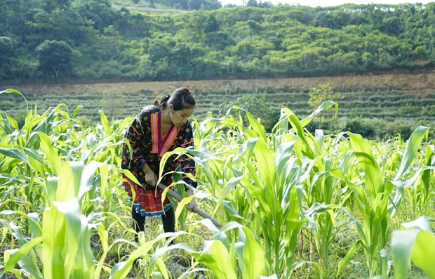 Người dân Mường Chà, Điện Biên chăm sóc cây ngô. (Ảnh minh họa: Xuân Tư/TTXVN) Điều chuyển hoặc hủy nguồn vốn ODA nếu sử dụng không hiệu quả ảnh 2