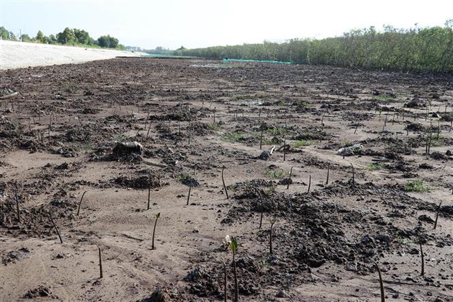 Tăng hợp tác ứng phó với biến đổi khí hậu, hướng tới Tăng trưởng Xanh ảnh 1