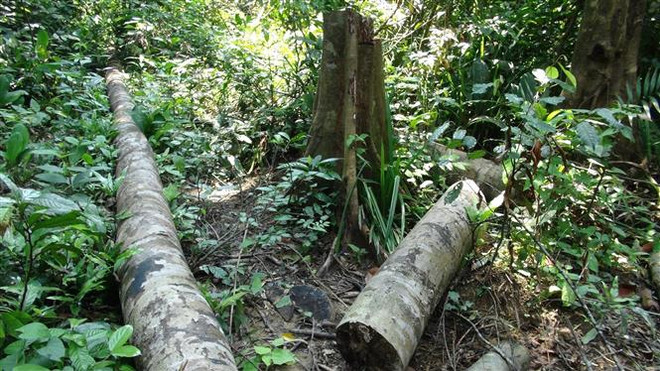 Khẩn trương kiểm tra, xác minh các vụ phá rừng tại Bình Thuận ảnh 1