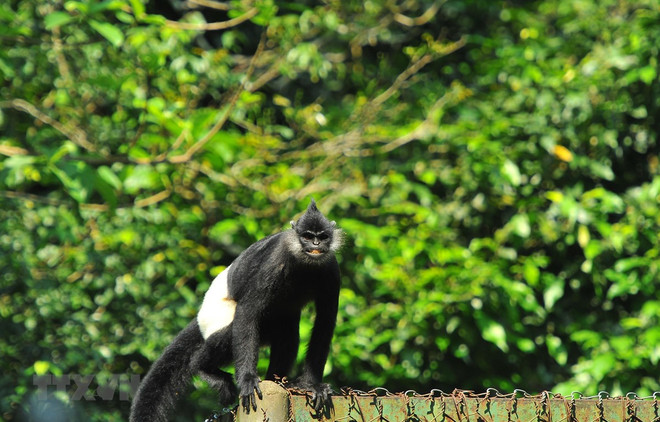 Ngôi nhà an toàn và tin cậy của các loài linh trưởng ở Ninh Bình ảnh 2