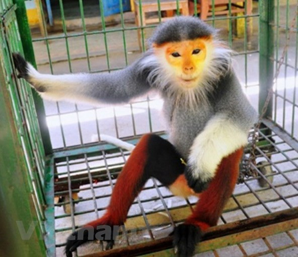 Ngôi nhà an toàn và tin cậy của các loài linh trưởng ở Ninh Bình ảnh 1