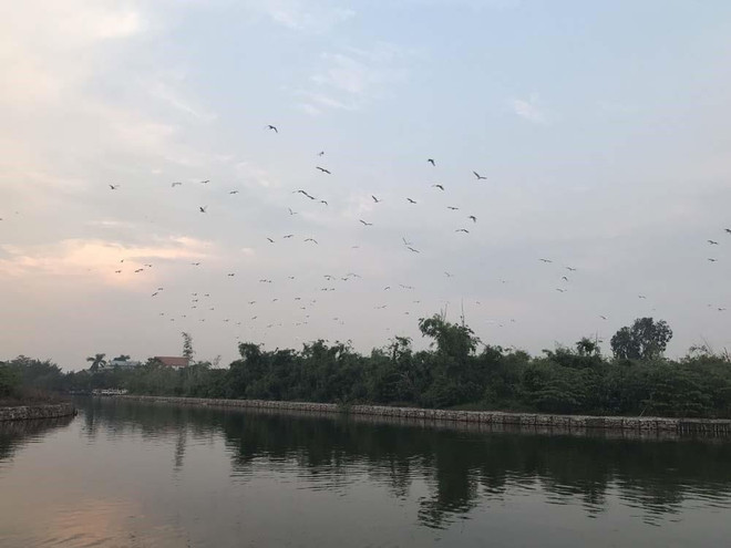 Kinh nghiệm bảo vệ đàn cò ở Di tích quốc gia đảo Cò ảnh 2