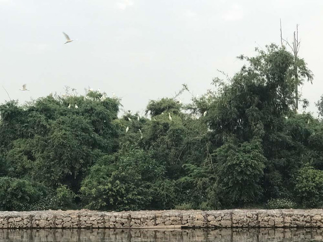 Kinh nghiệm bảo vệ đàn cò ở Di tích quốc gia đảo Cò ảnh 1