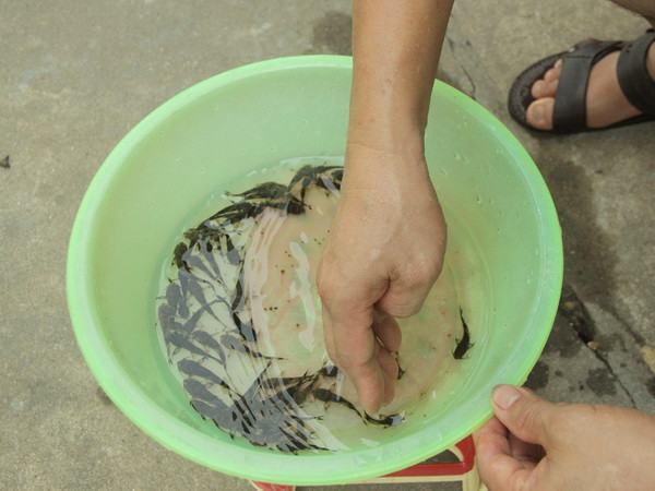 Sản xuất thành công cá chiên quý hiếm trong điều kiện nhân tạo ảnh 1