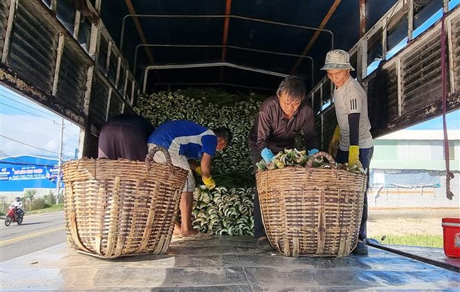 Ninh Thuận đẩy mạnh phát triển sản xuất nông nghiệp theo chuỗi giá trị ảnh 3