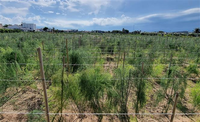 Ninh Thuận đẩy mạnh phát triển sản xuất nông nghiệp theo chuỗi giá trị ảnh 2