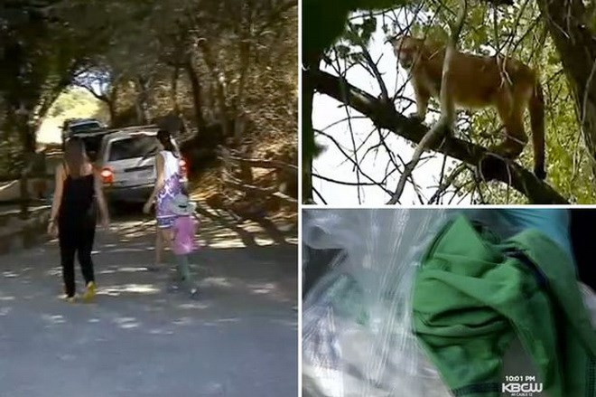 Cậu bé 6 tuổi bị sư tử lao vào tấn công điên cuồng ngay giữa đường ảnh 1