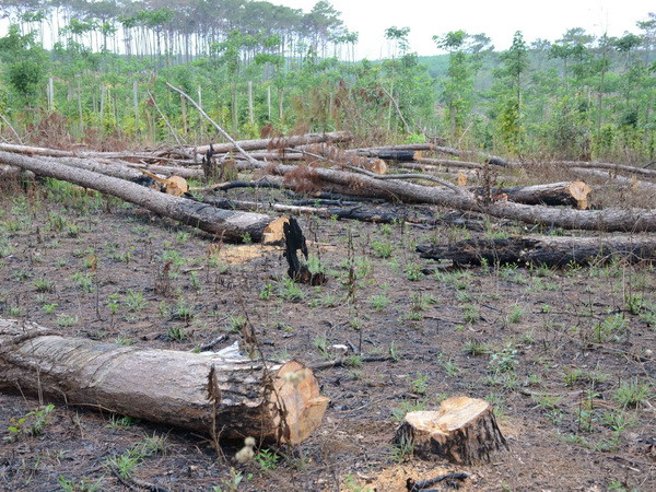 Vụ phá rừng thông ven Quốc lộ 28: Kiến nghị thu hồi dự án ảnh 1