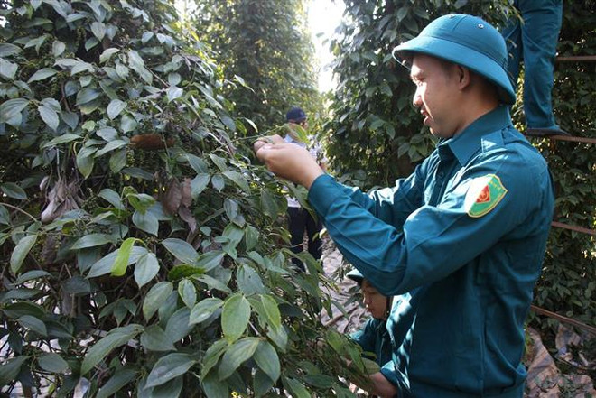 Hồ tiêu Việt tăng nguồn cung, nông dân vẫn chịu thiệt hại nặng ảnh 2