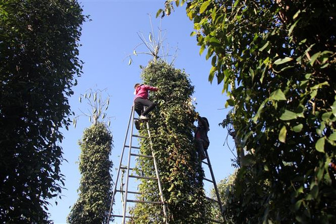 Hồ tiêu Việt tăng nguồn cung, nông dân vẫn chịu thiệt hại nặng ảnh 1