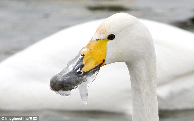 Chú thiên nga đáng thương bị đóng băng ở mỏ vì lỡ... ngủ quên ảnh 4