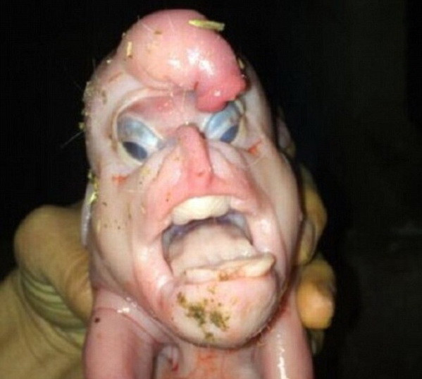 Nông dân phát hoảng khi thấy chú lợn sơ sinh có mặt như người ảnh 1