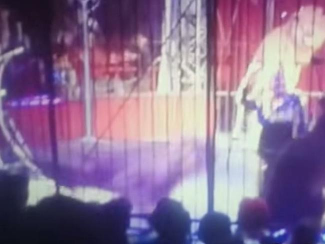 Người dạy thú may mắn sống sót khi bị sư tử vồ trong rạp xiếc ảnh 1