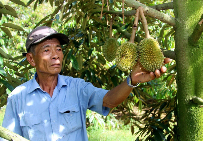 Sau 5 năm trồng, vườn sầu riêng của gia đình ông Đặng Văn Cấp (xã Ân Tường Đông, huyện Hoài Ân, tỉnh Bình Định) đã bắt đầu cho quả bói. (Ảnh: Lê Phước Ngọc/TTXVN) sau rieng.jpg